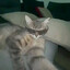 Steam avatar