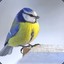 Steam avatar